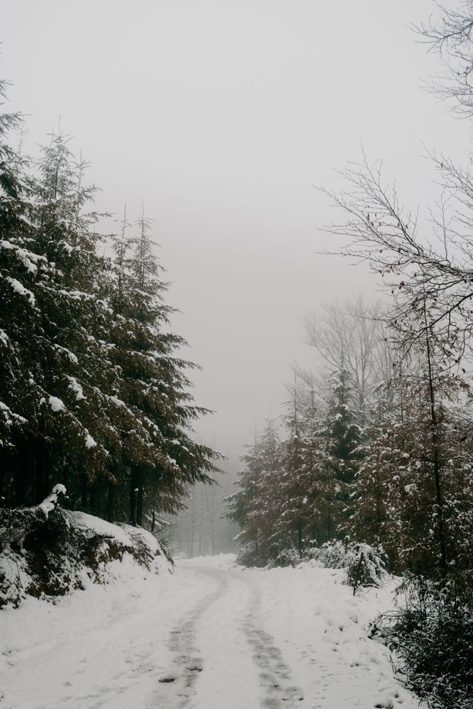Winter forest with snowy trees