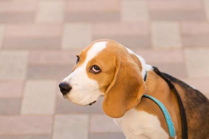 Beagle puppy portrait outside