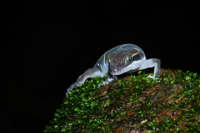 A Boulenger's Indian Gecko lying on a rock during night time