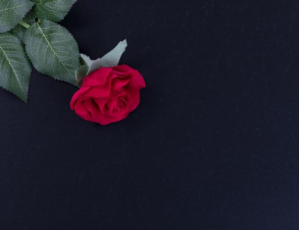 Overhead view of a single red rose on stone background