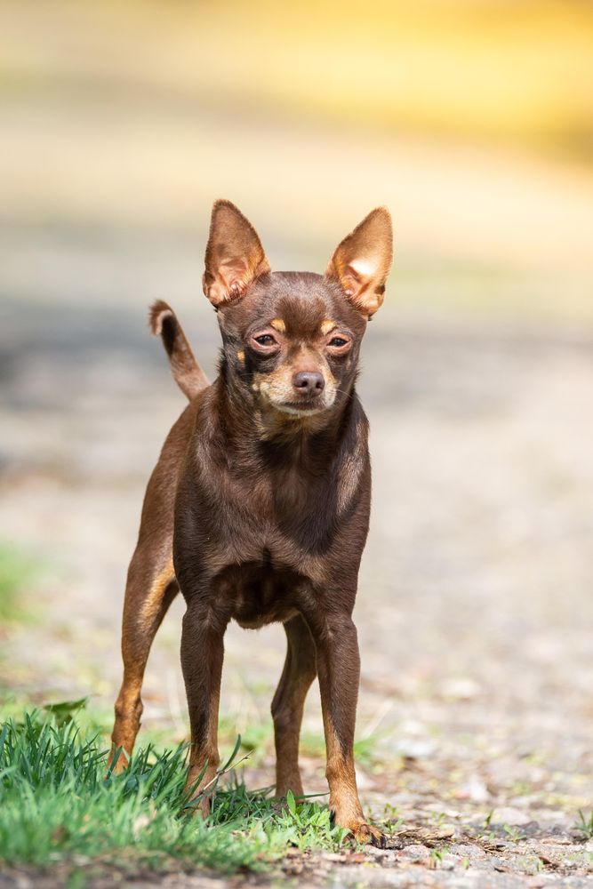 Brown chihuahua on asphalt