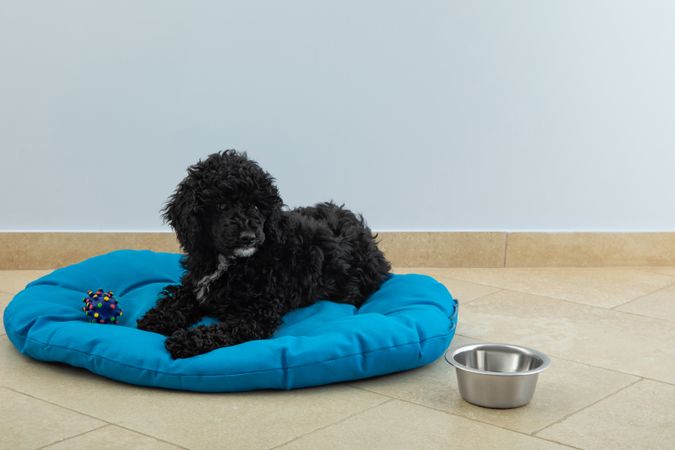 Cute poodle pet at home sitting on blue bed with water bowl