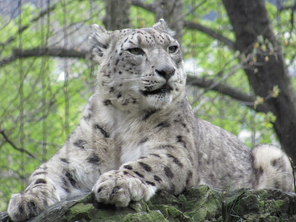 Snow Leopard