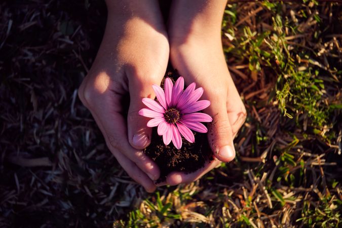 Crop gardener with blooming African daisy seedling on lawn