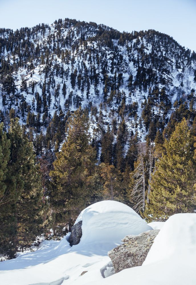Picturesque view of mountains with forest in snow