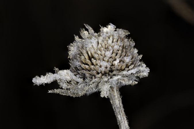 Close up of plant in the wintertime with frost
