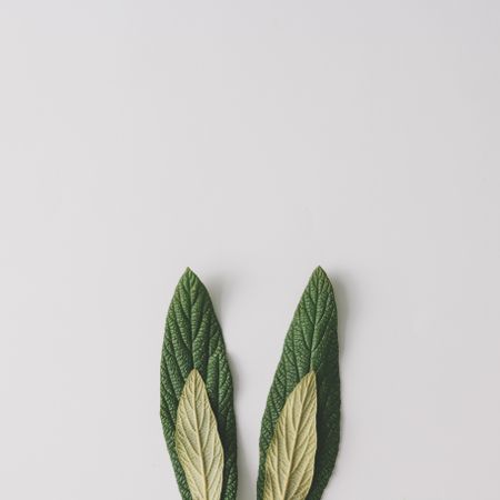 Bunny rabbit ears made of natural green leaves on bright background