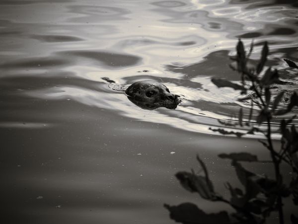 Seal surfacing behind reeds and leaves