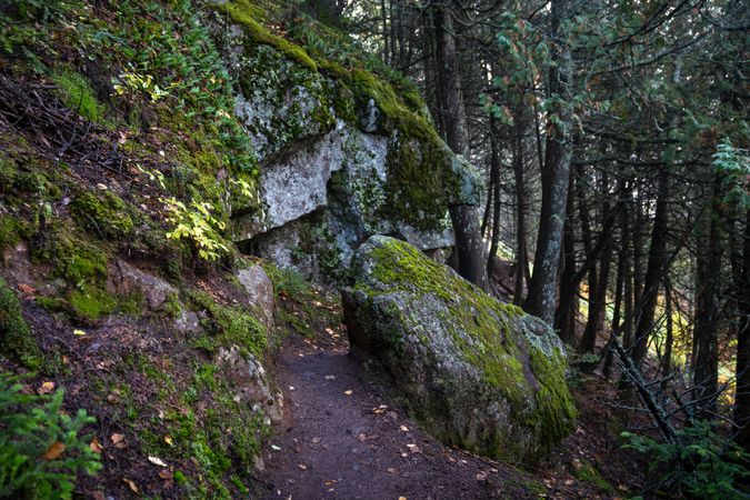 Mossy rocks in the forest