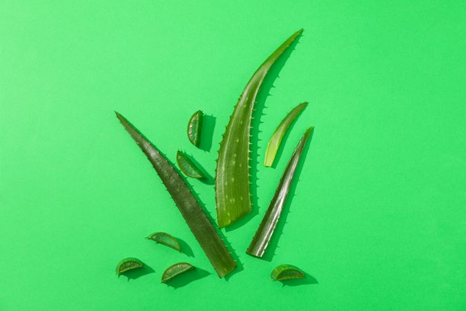 Aloe vera leaves and slices on color background, space for text. Natural treatment