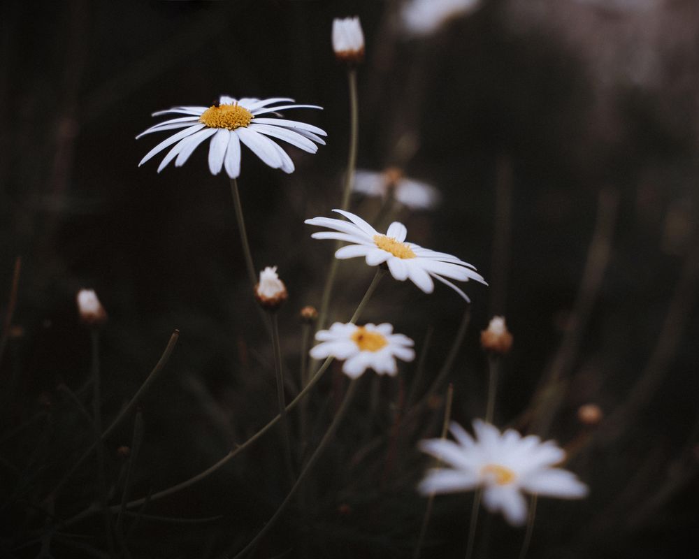 Daisies in a dark field
