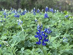Bluebonnet patch