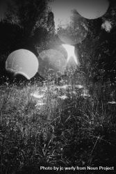 B&W long grass surrounded by trees with light shining through 0gM2X4