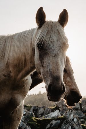 Funny horses on meadow