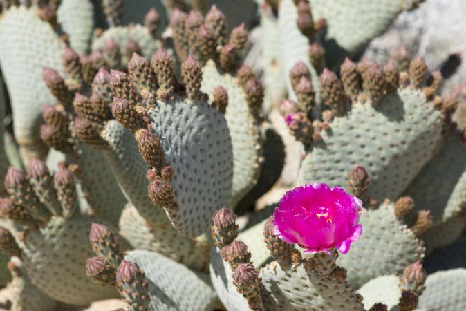 Beavertail cactus with blossom