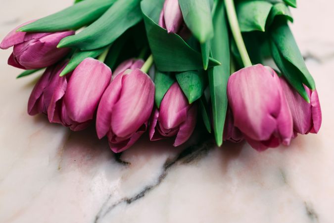 Pink tulips on clear background