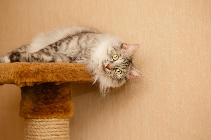 Grey cat lying on orange carpet platform