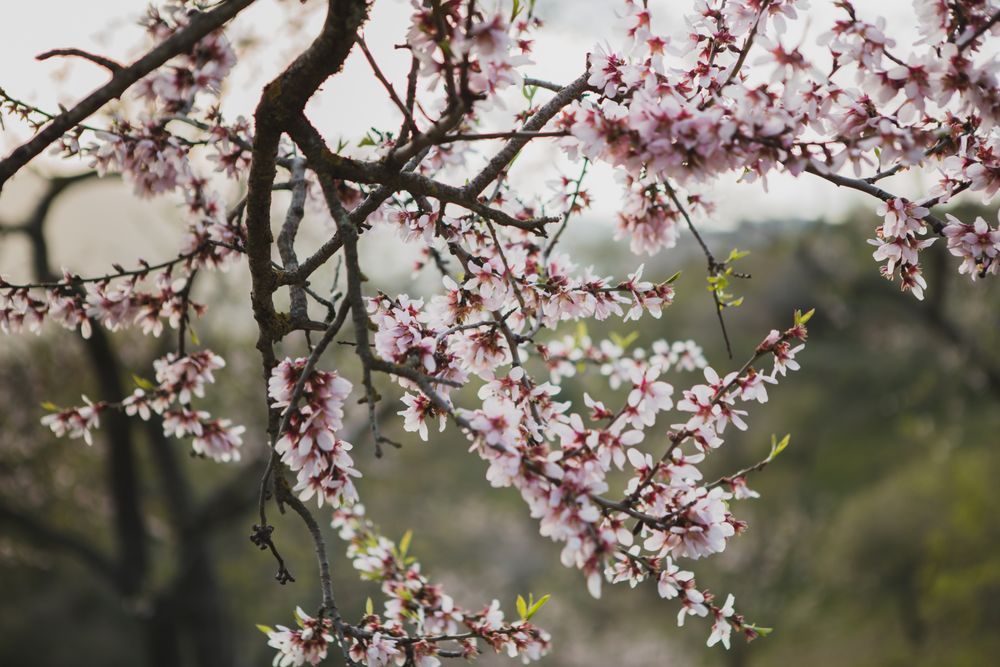 Tree branch with flowers in garden