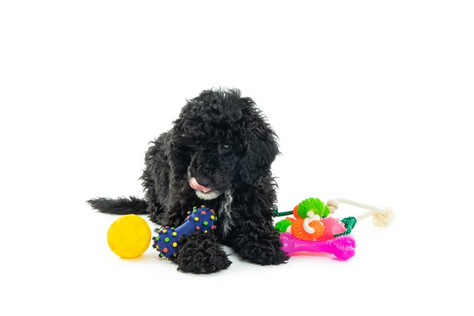 Dog sitting with colorful toys