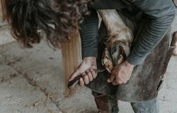 Crop farrier cleaning horse hoof