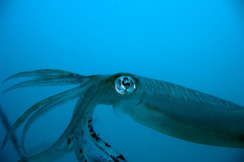 20.000 leagues under the sea