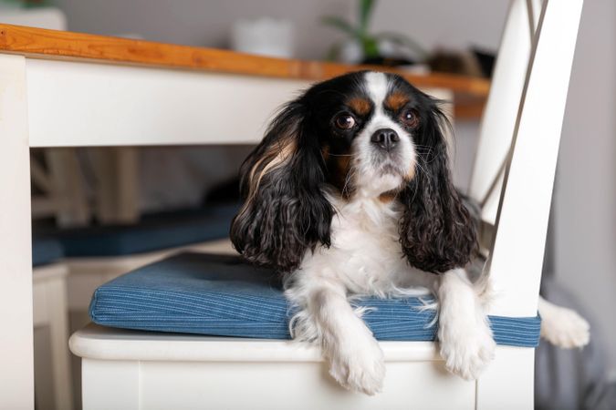 Cavalier spaniel relaxing on chair