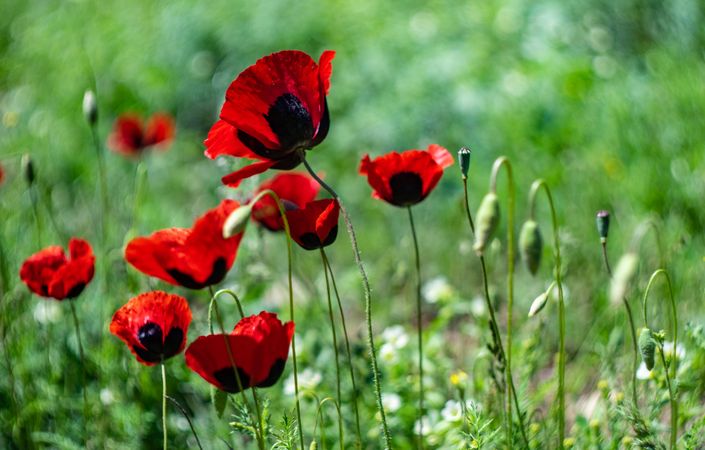 Bright red poppy flowers in a meadow