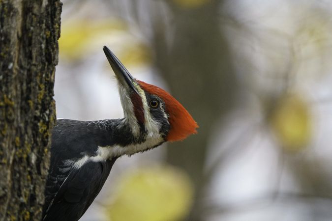 Pileated Woodpecker on tree in McGregor, Minnesota