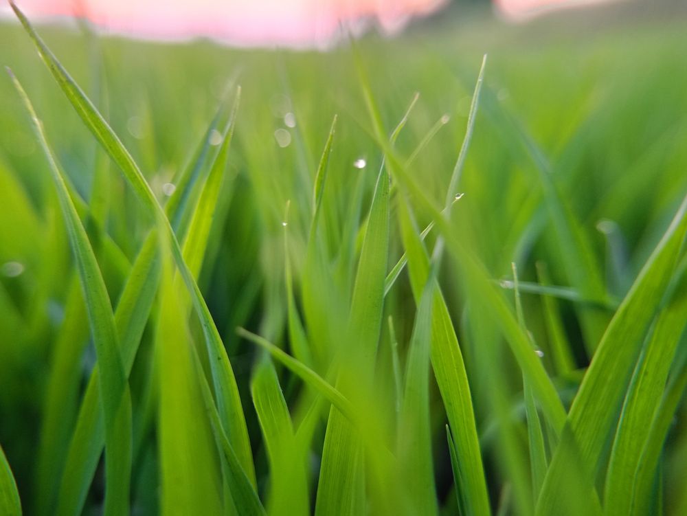background of rice fields with beautiful morning dew
