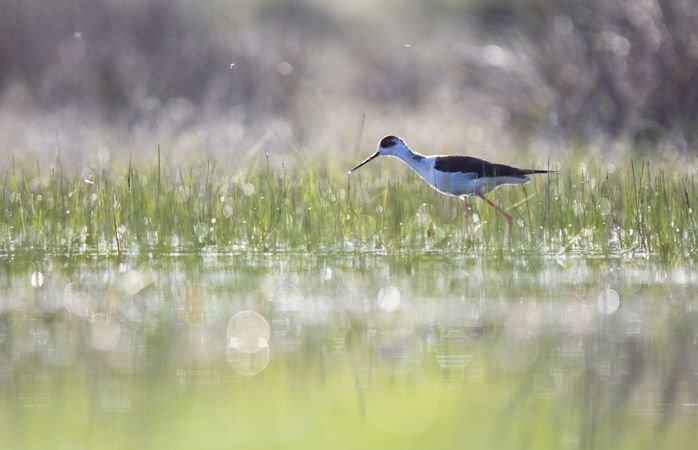 Wild bird walking on water