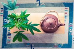 Top view of tea pot & marijuana plant