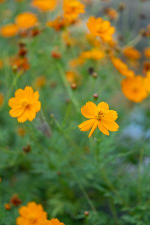 Orange kenikir flower in full bloom
