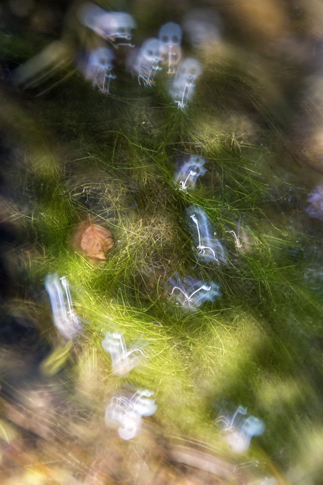 Defocused plants wild meadow