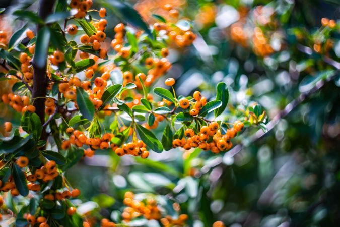 Bright red and orange berries of Pyracantha