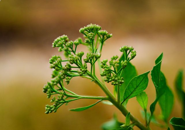 Pluchea indica flower