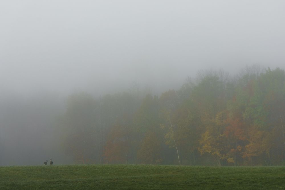 Deer and autumn morning fog in Aitkin County, Minnesota