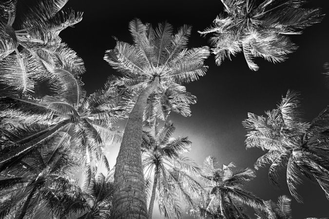 Monochrome shot of palm tree canopy