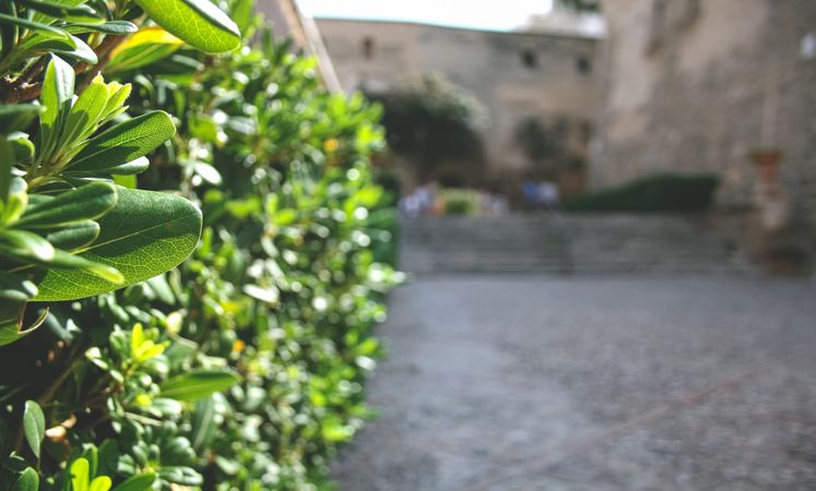 Background with fresh green leaves and defocuced city street. Green plants are in the town.