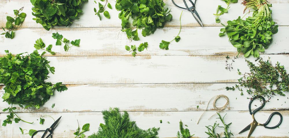 Flat-lay of bunches of various fresh green herbs