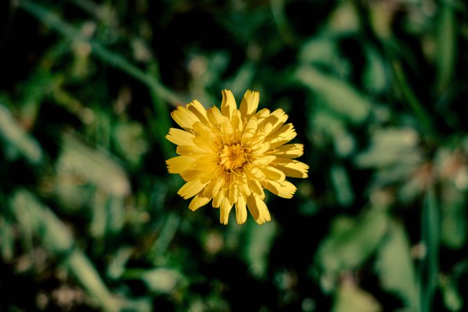 Top View Of A Bright Yellow Flower Centered In A Green Garden