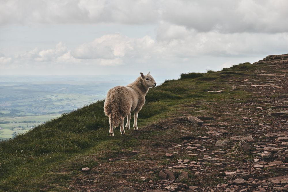 Single sheep on a hill on a cloudy day