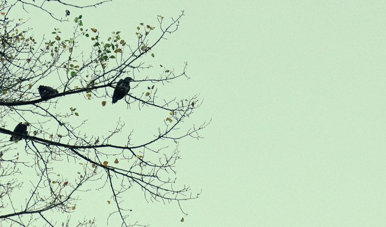 Silhouette of crow birds on bare tree