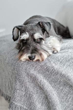 Fluffy gray Miniature Schnauzer lying on sofa