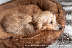 Cute Norfolk terrier resting in pet bed 0JGjew