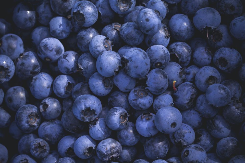 Blueberries closeup