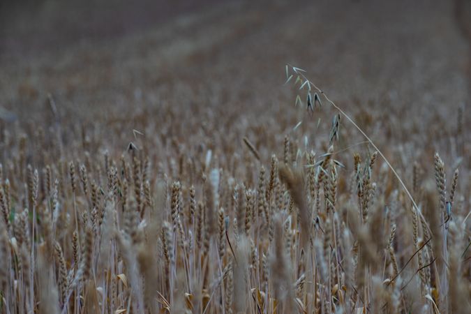Wheat ears in a field