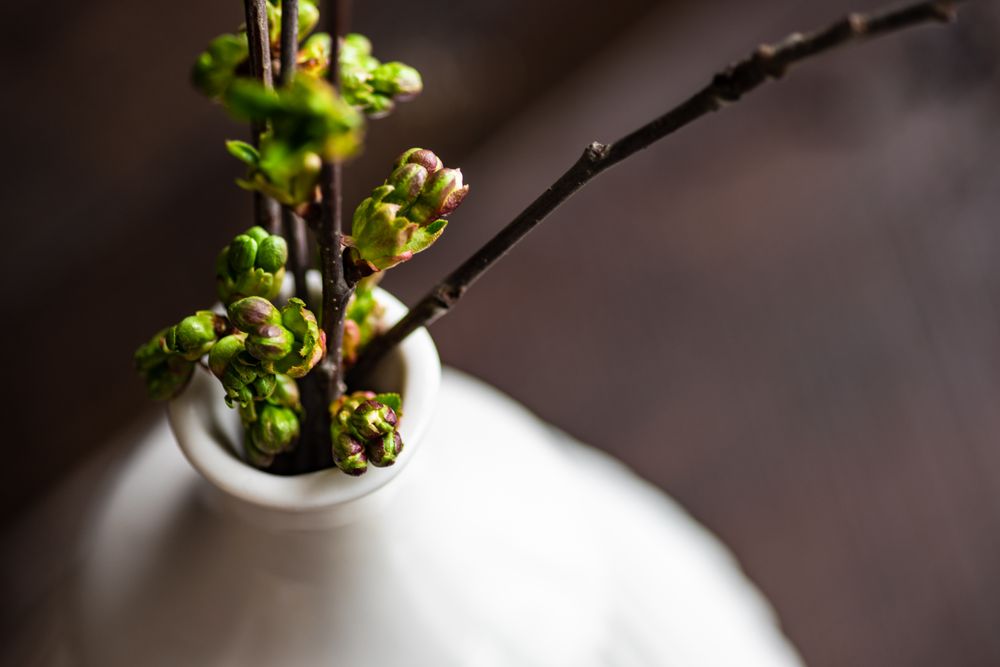 Close up of budding branch in vase