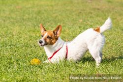 Jack Russel terrier dog playing on green grass field 41k1Z0