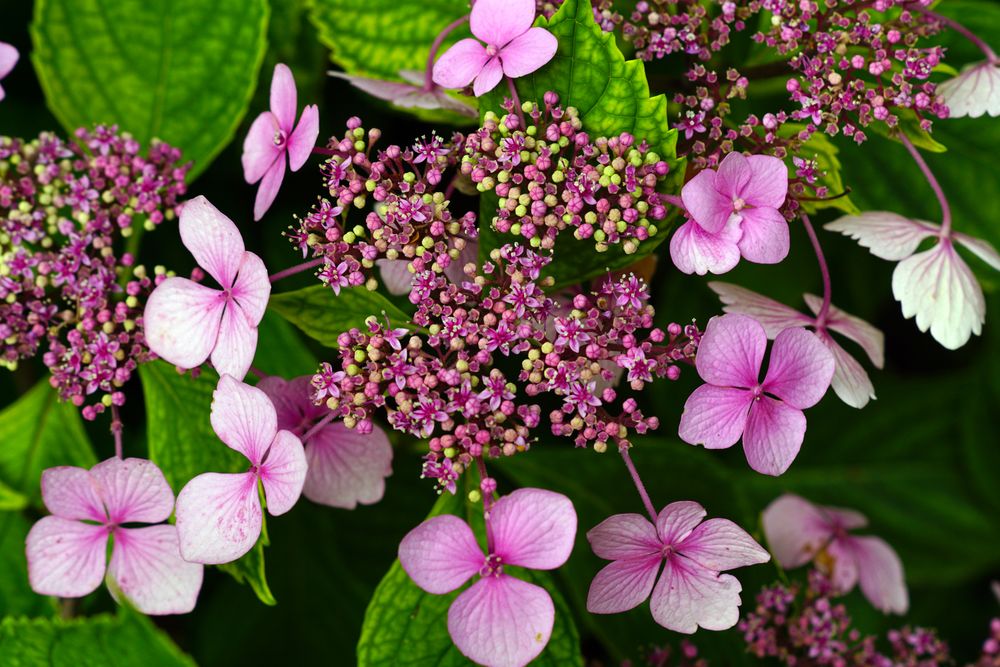 Purple flowers on bush