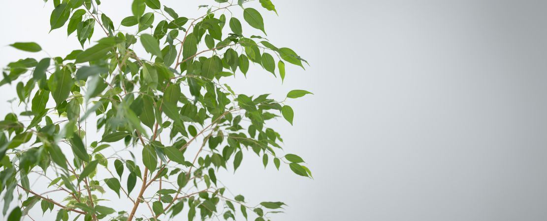 Green ficus on bright background